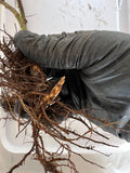 Triple Crown Blackberry bare root