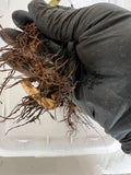 Triple Crown Blackberry bare root