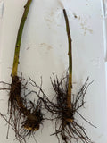 Triple Crown Blackberry bare root