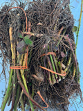 Triple Crown Blackberry bare root
