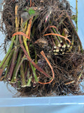 Triple Crown Blackberry bare root