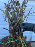 Triple Crown Blackberry bare root