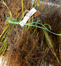 Triple Crown Blackberry bare root