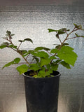 Wineberry 1 gallon potted