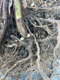 Wineberry bare root