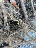Wineberry bare root