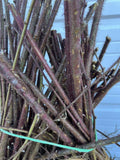 Wineberry bare root