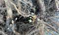 Wineberry bare root