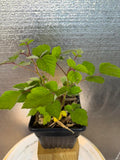 Wineberry half gallon potted