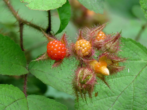 Wineberry