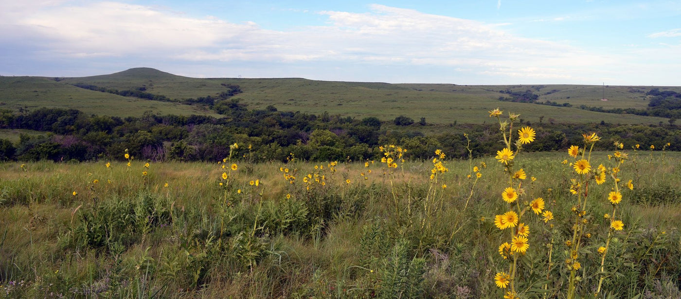 Konza Prairie in the Flint Hills, Kansas