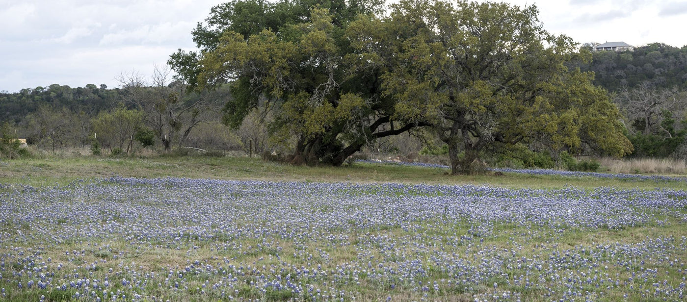 Bluebonnets in the Texas Hill Country, near Burnet
