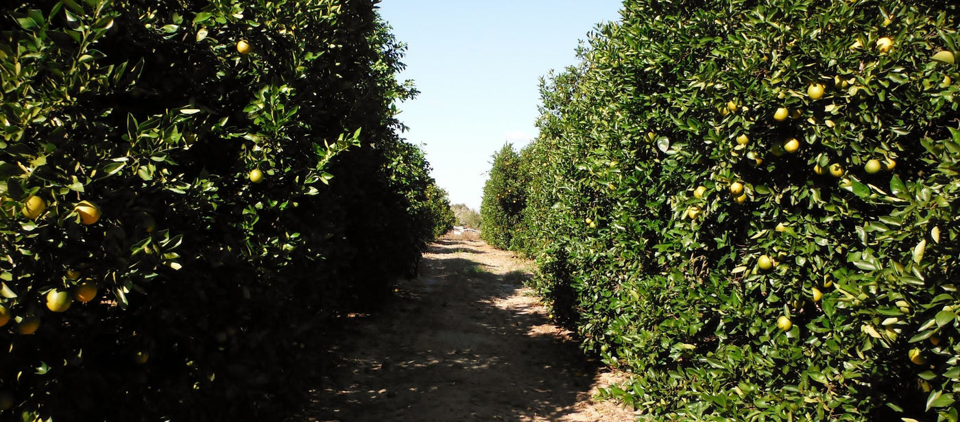 Valencia orange grove, Sebring, Florida