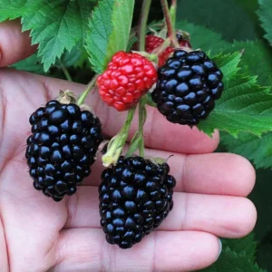 Triple Crown Blackberry