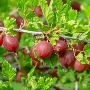 Pixwell Gooseberry (1/2 Gallon Pot)