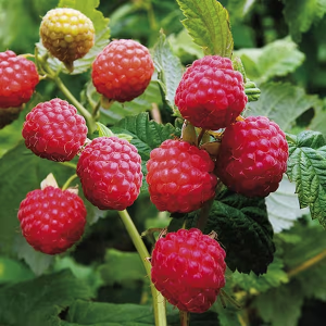 Latham Raspberry