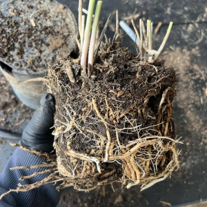 UC 157 Asparagus Large Crowns (3 pack)