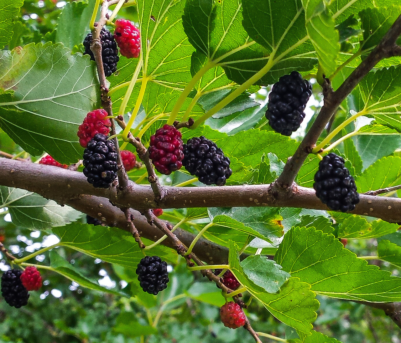 Black Mulberry