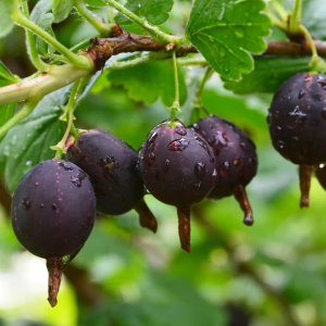 Black Velvet Gooseberry