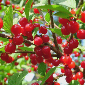 Cheropugy Bush Cherry