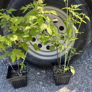 Cumberland Black Raspberry