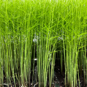 Mary Washington Asparagus