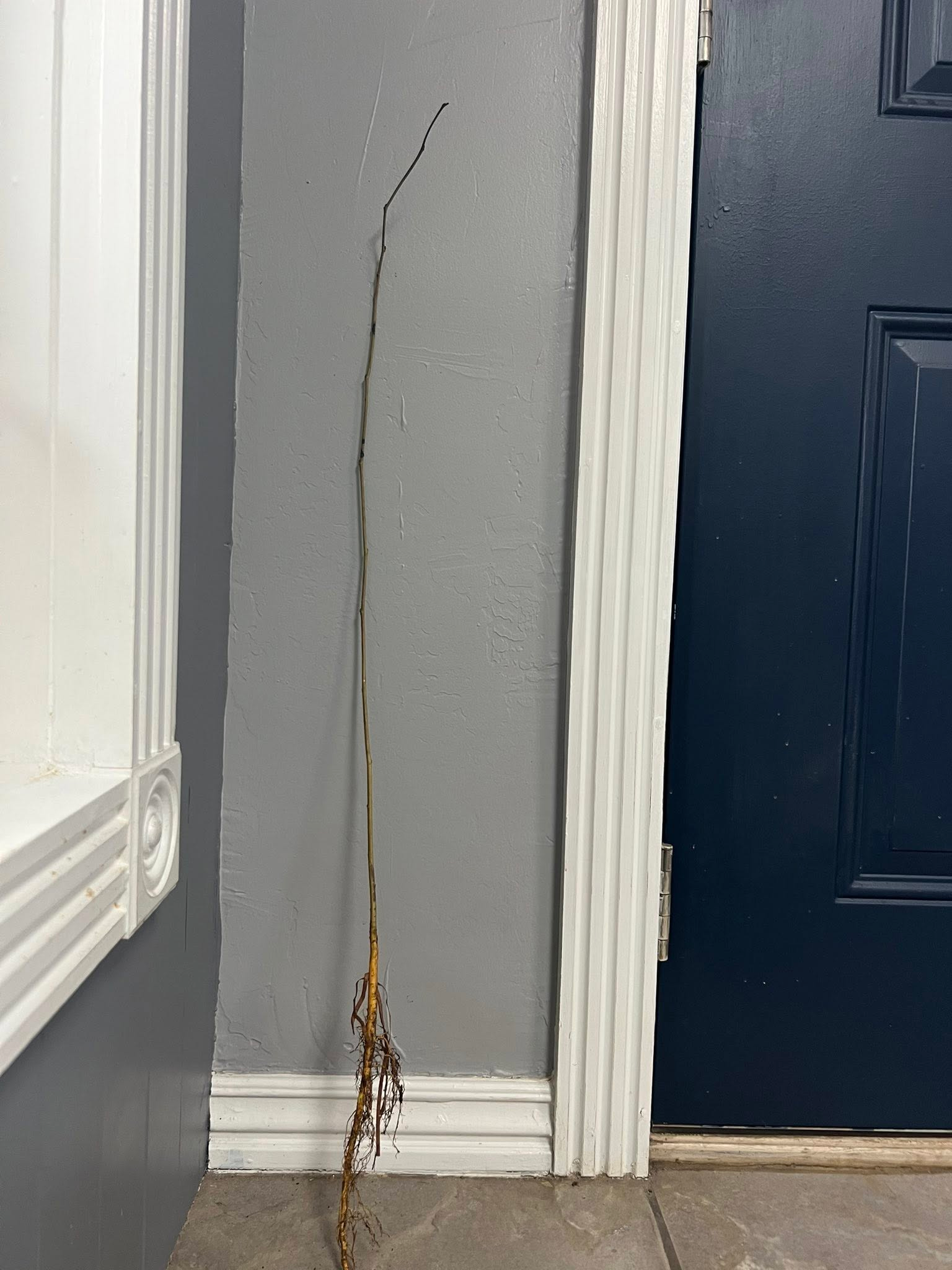 Black Mulberry - Image 3