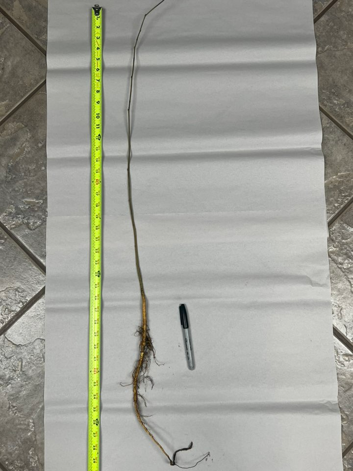 Black Mulberry - Image 4