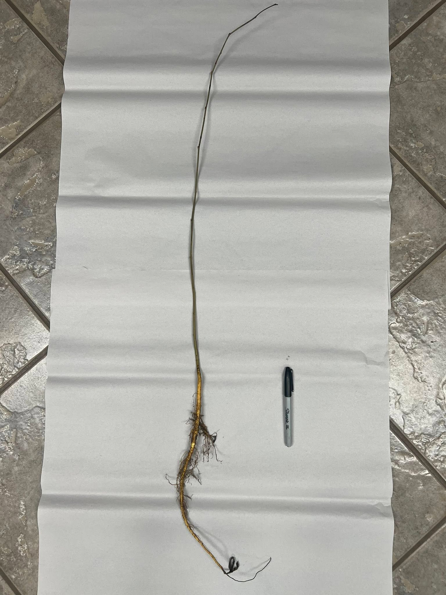 Black Mulberry - Image 2