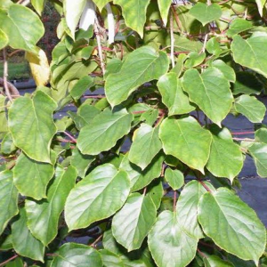 Clark Kiwiberry (male)