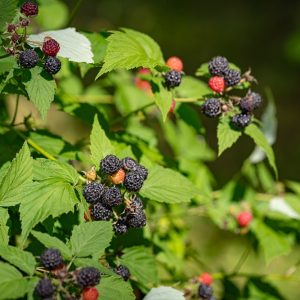 Cumberland Black Raspberry