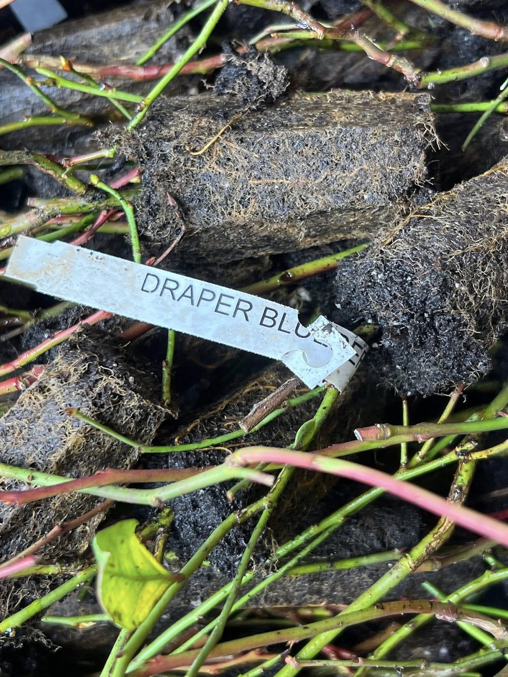 Draper Blueberry - Image 7