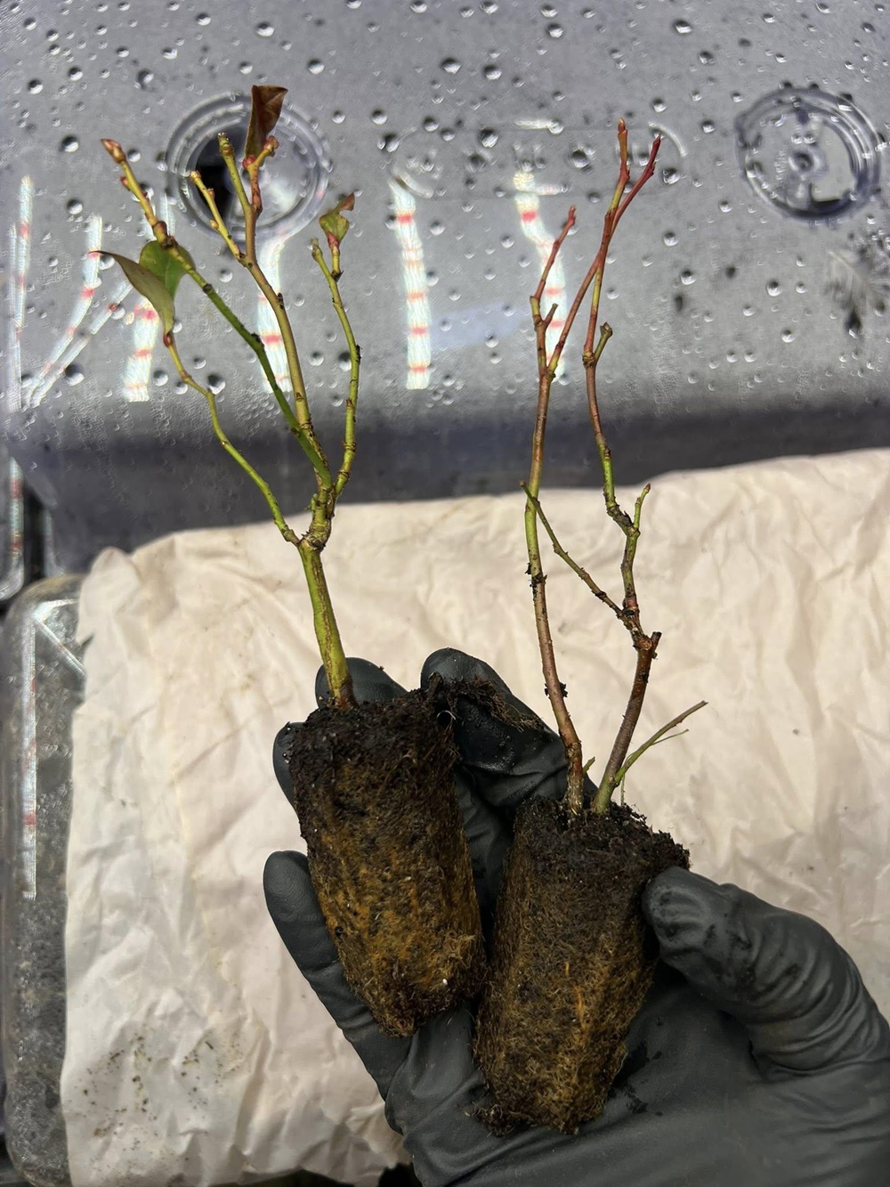 Draper Blueberry - Image 8