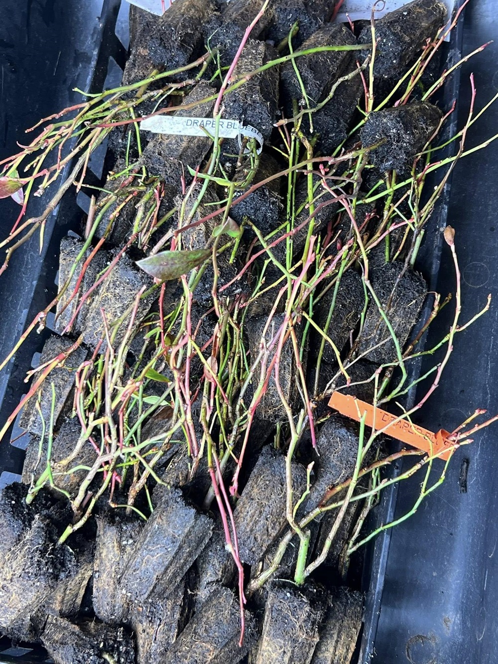 Draper Blueberry - Image 2