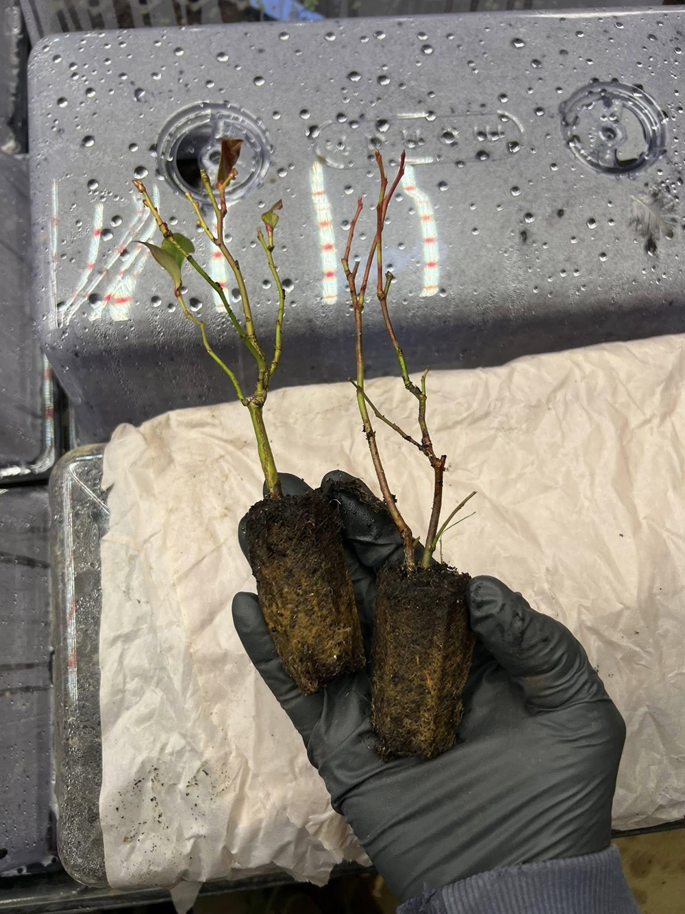 Draper Blueberry - Image 3