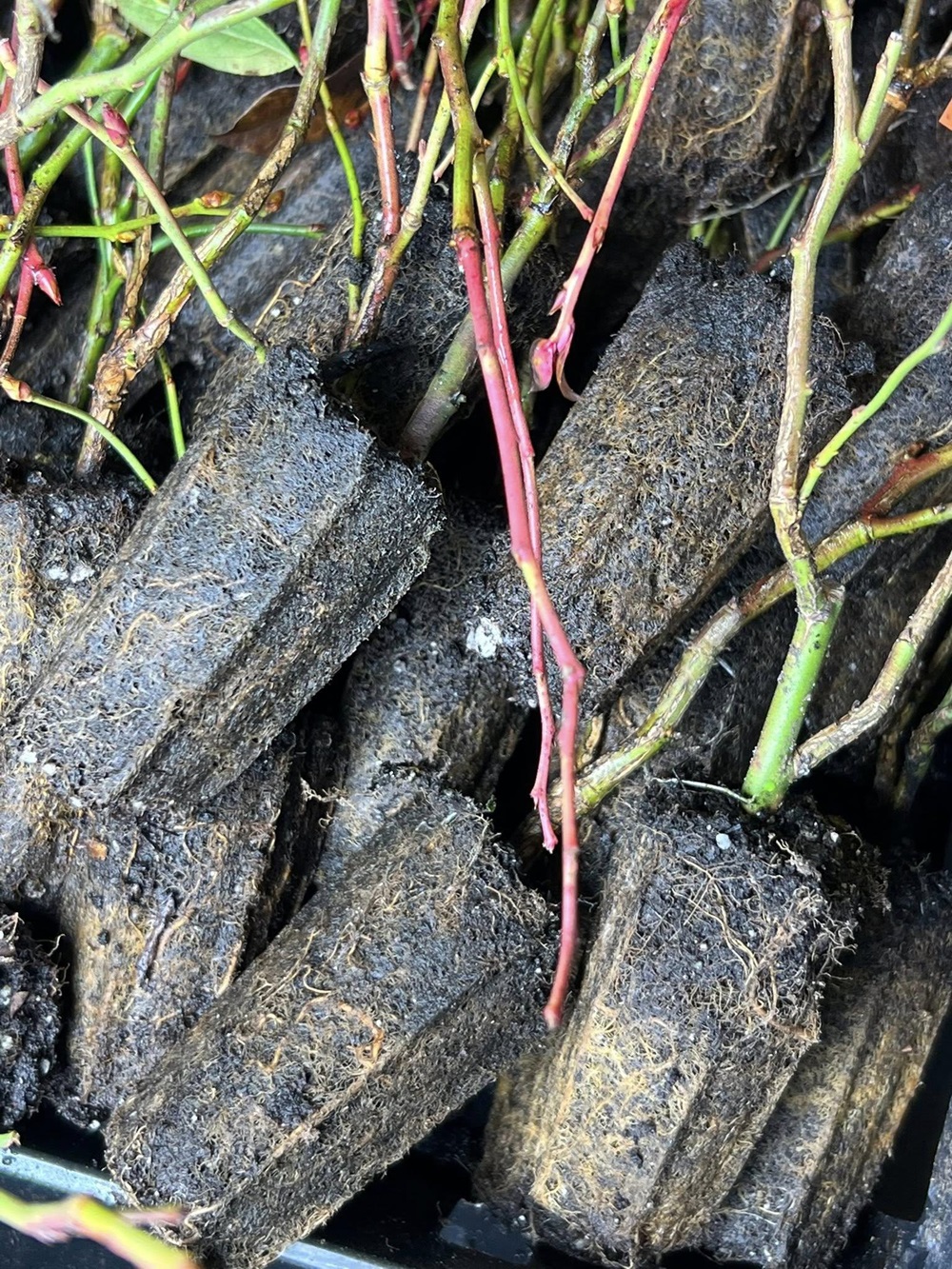 Draper Blueberry - Image 4