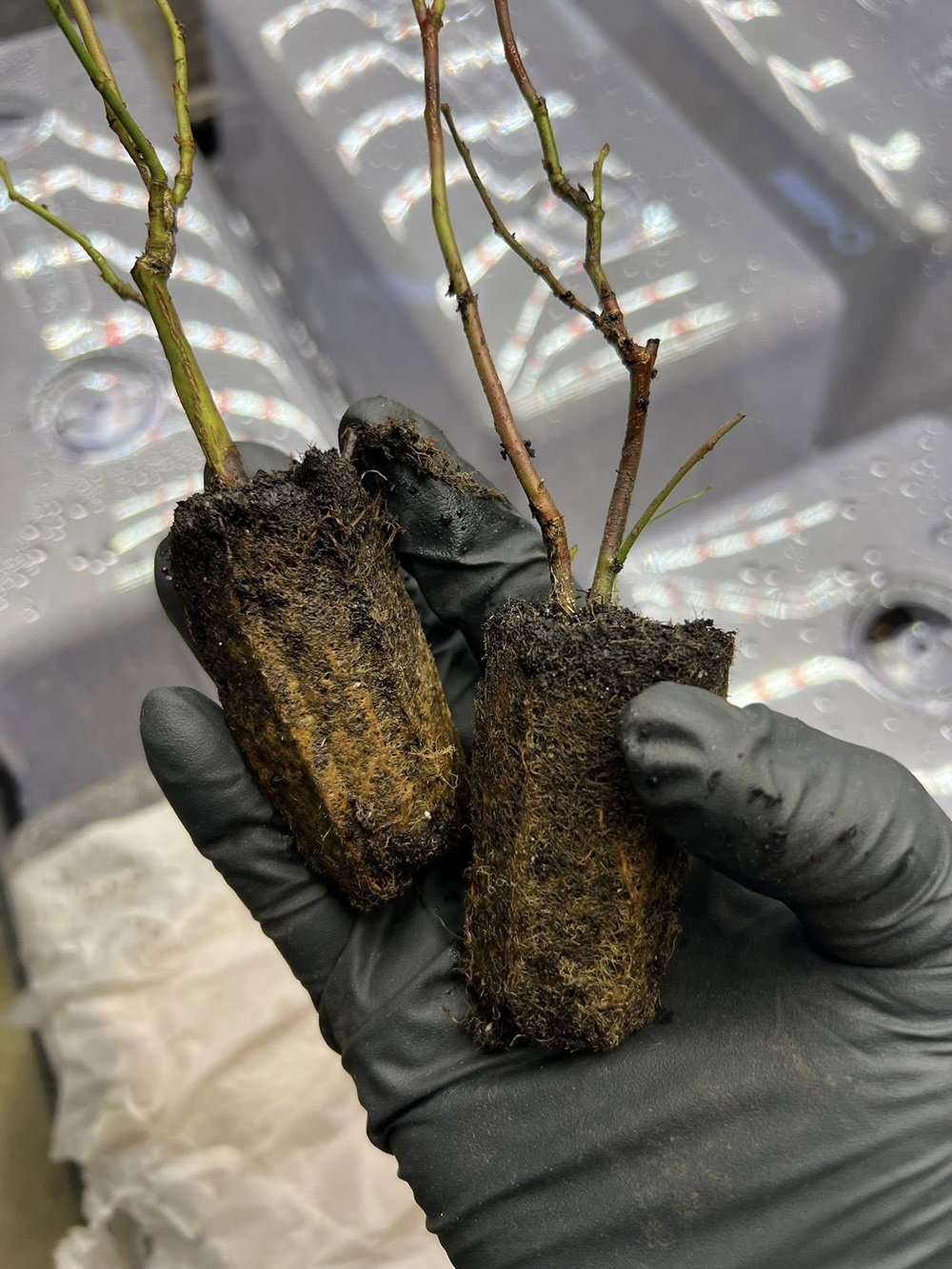 Draper Blueberry - Image 5