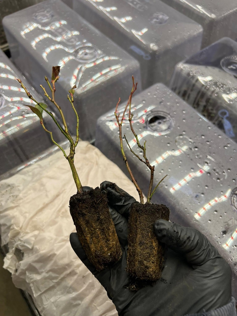 Draper Blueberry - Image 6