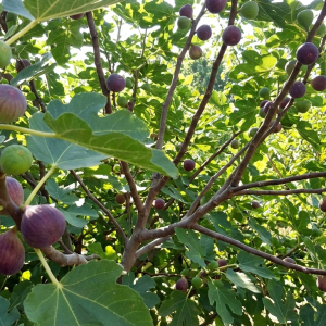 LSU Purple Fig