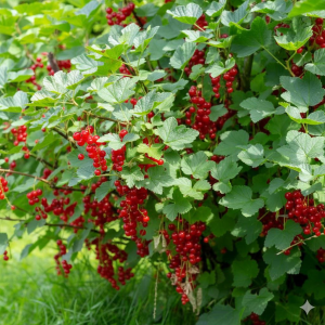 Red Lake Currant