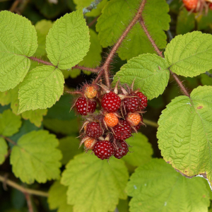 Wineberry