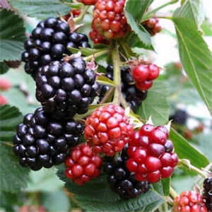 Thornless Evergreen Blackberry